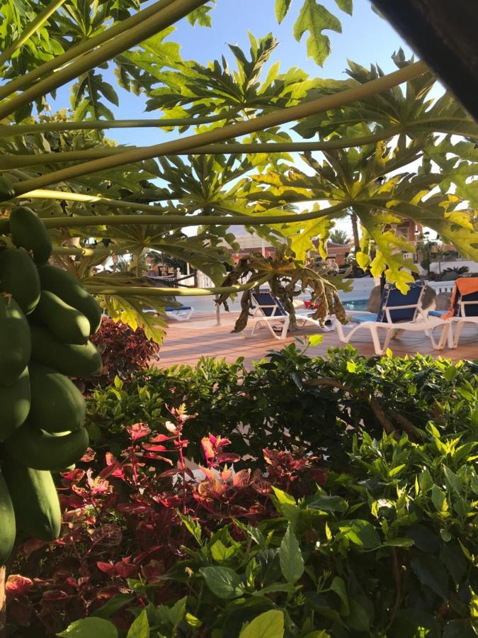 Apartamento Las Vistas Beach - Tenerife Royal Gardens Playa de las Américas Buitenkant foto
